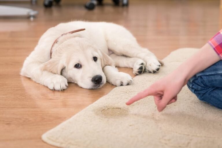 Como Evitar Que Mi Perro Se Orine En El Sillon